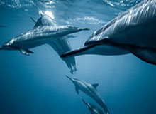 欧冠app下载-国际乒联单打世界杯 王楚钦战胜对手晋级男单八强